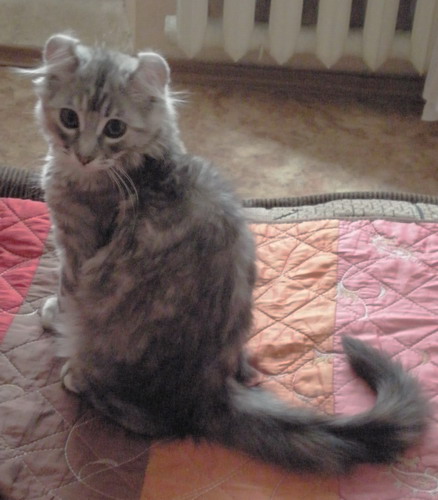 Котенок американского керла.