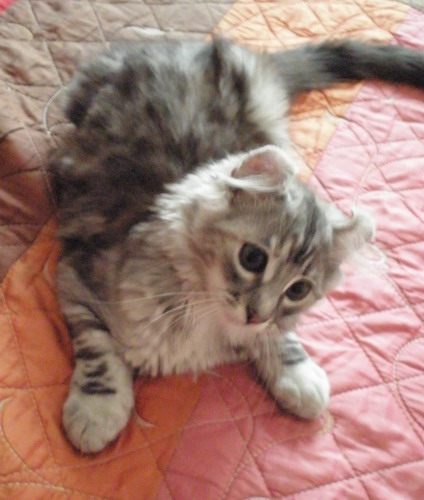 Котенок американского керла.