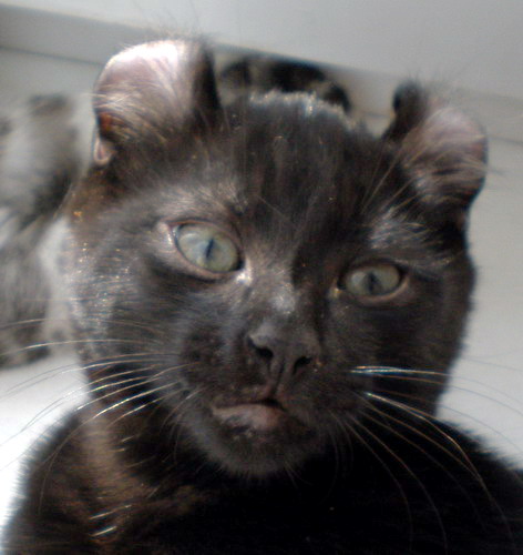 Котенок американского керла.