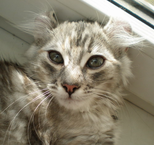Котенок американского керла.