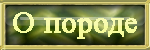 О породе Американский керл.