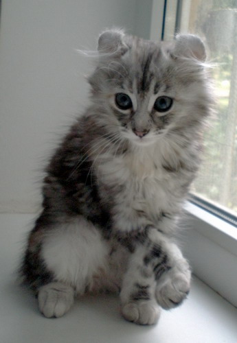 Котенок американского керла.